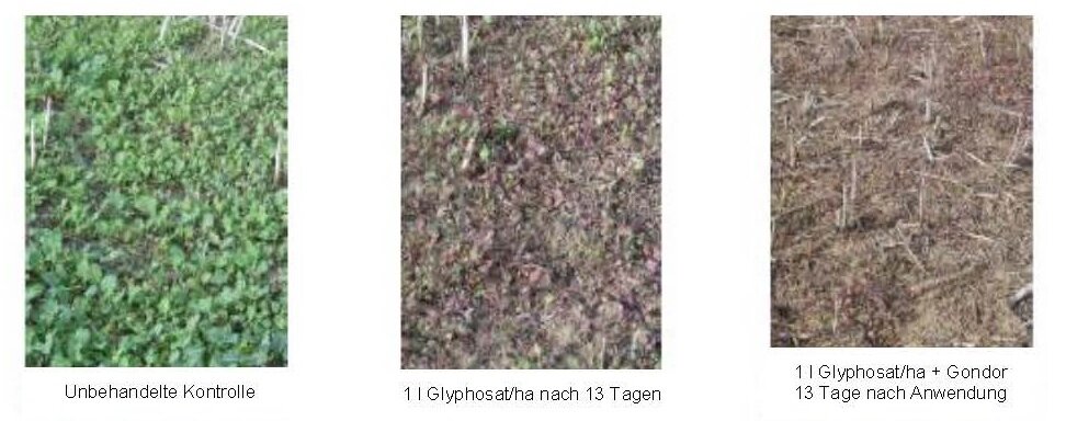 Glyphosat + Gondor kombinieren Gondor für raschere, sichere Wirkung